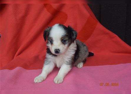 3 traumhafte Mini Aussie Welpen aus top Verpaarg., seriöse Zucht!