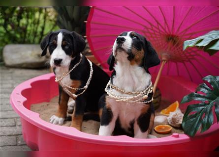 Berner Großer Schweizer Sennenhund Familienhund Junge Rüde Mädchen Therapiehund geeignet Mischling