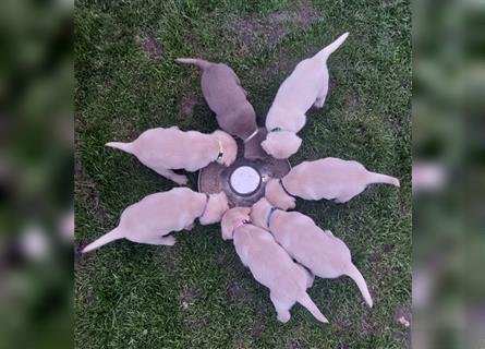 Reinrassige Labradorwelpen mit Ahnentafel in champanger ab 1.7.23