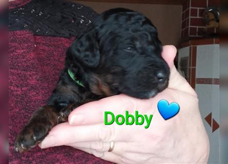 Dobby ein reinrassiger Zwergpudel(Glückspudel) sucht noch ein liebevolle & schönes Zuhause!