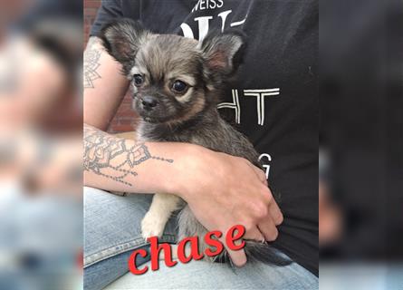 Wunderschöner Chihuahua Welpe 18.04.23 geboren