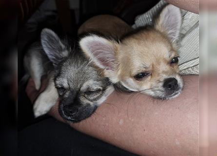Wunderschöner Chihuahua Welpe 18.04.23 geboren