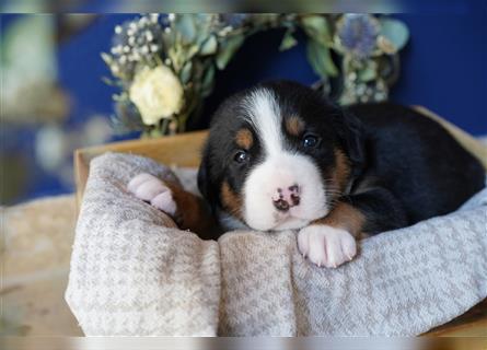 Berner Großer Schweizer Sennenhund Swissy Dog Puppy Welpe Hund Familienhund Junge Rüde Mädchen