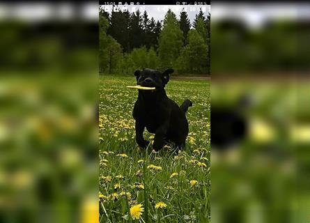 Traumhaft schöne Labrador Welpen in allen 3 Farben. Abgabe im August 2023
