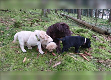 Traumhaft schöne Labrador Welpen in allen 3 Farben. Abgabe im August 2023