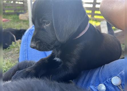 Unsere Bella sucht noch eine neue Familie ❤️ Labrador-Schäfer Mix