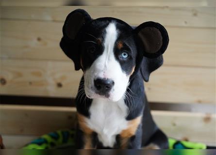 Berner Schweizer Sennenhund Swissydog Puppy Welpe Hund Familienhund Mädchen Rüde blaue Augen