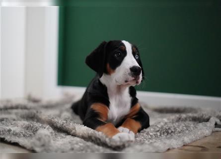 Berner Großer Schweizer Sennenhund Swissydog Puppy Welpe Hund Familienhund Mädchen Rüde blaue Augen