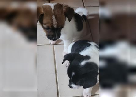 Chihuahua Welpen suchen ab sofort ein liebevolles Zuhause