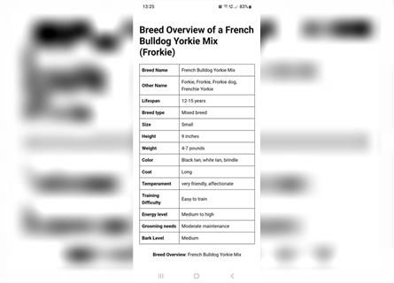 Frorkie - Französische Bulldogge Mix