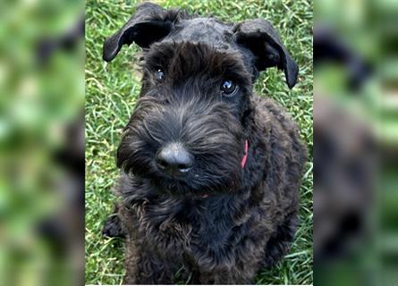 „Amy vom Lockwitztal“ Kerry Blue Terrier Welpe