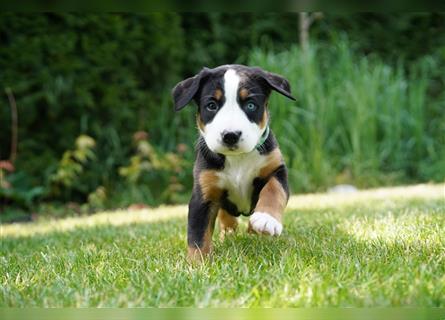 Berner Großer Schweizer Sennenhund Swissy Dog Puppy Welpe Hund Familienhund Junge Rüde Mädchen Thera