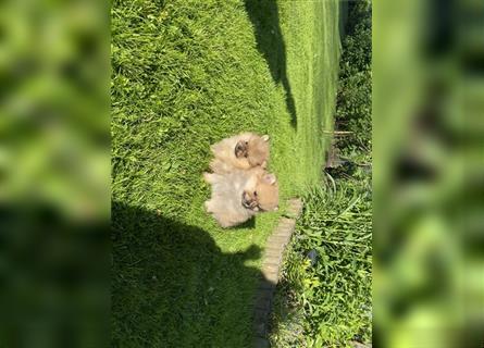 Zwergspitz/Pomeranian Welpen suchen ein liebevolles Zuhause