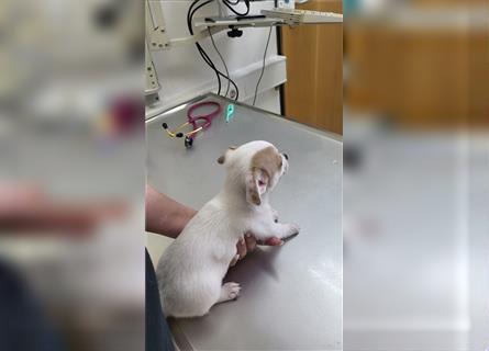 Reinrassige Chihuahua puppys