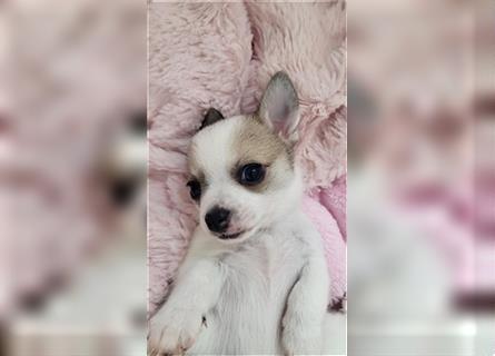 Chihuahua Boy