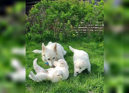 Schweizer-weißer-Schäferhund Welpen