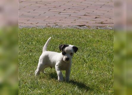 Parson Russell Terrier -Buddy