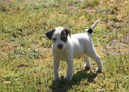Parson Russell Terrier - Baya