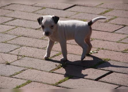 Parson Russell Terrier -Bonnie