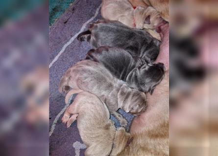 Labrador Welpen mit Ahnenpass suchen Ihre Familie