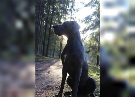 Deutsche Dogge/ Antikdoggen Welpen