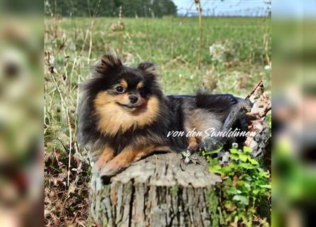 Pomeranian Zwergspitzwelpen