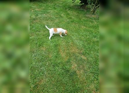 Bildschöne Parson Jack Russell Terrier