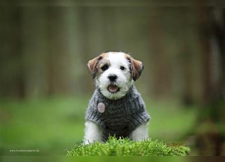 Jack Russell Terrier, der Ukraine Wurf ist gelandet!❤️