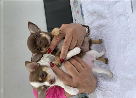 Chihuahua Welpen 