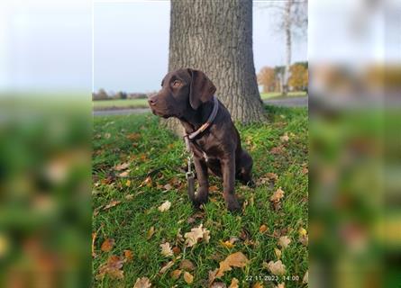 Bildhübscher Labradorrüde, 5 Monate, sucht jetzt seine Familie
