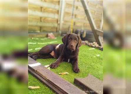 Bildhübscher Labradorrüde, 5 Monate, sucht jetzt seine Familie