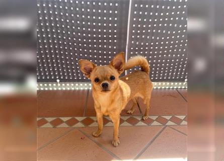 Chihuahua zu verkaufen