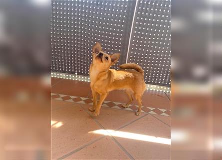 Chihuahua zu verkaufen