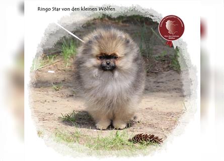 Zwergspitz Pomeranian Rüde, gescheckt, 9 Monate, wunderschönes Fell