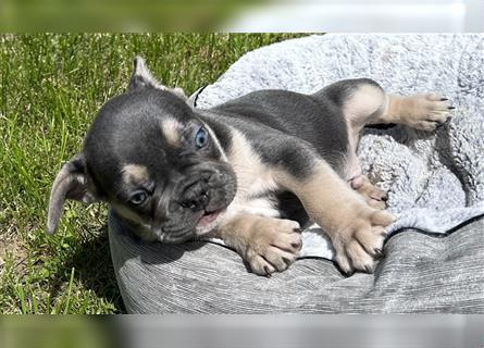 Französischer Bulldoggen Prinz 8 Wochen Blue-tan sucht Dich!!