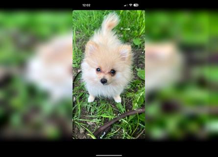Liebevoller Pomeranian/Zwergspitz Boo