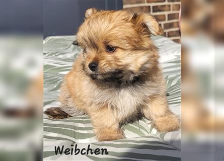 Malteser/Pomeranian (Maltipom) Welpen Abgabebereit!!!