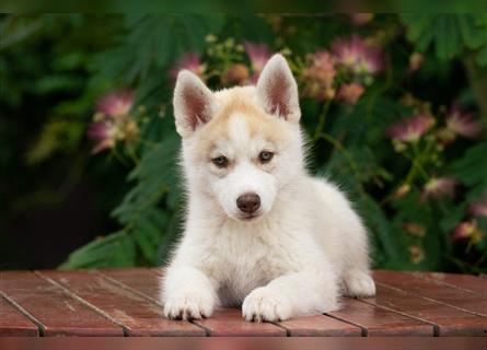 Siberian Husky Puppies with FCI pedigree