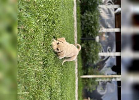 Nabu, Labrador - Schweizer Schäferhund-Mix, sucht noch seine Menschen