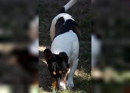 Jack Russell Terrier mit CHIP/Eu-Pass ab sofort nur 1 Rüde tricolor