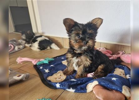 wie gross wird ein biewer yorkshire terrier