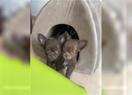 2 Chihuahua Rüden LH mit Ahnentafel suchen liebevolles Zuhause