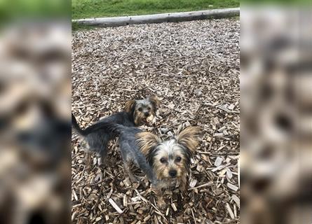 9 Monate alte Yorkshire Terrier Welpen ab sofort privat zu verkaufen