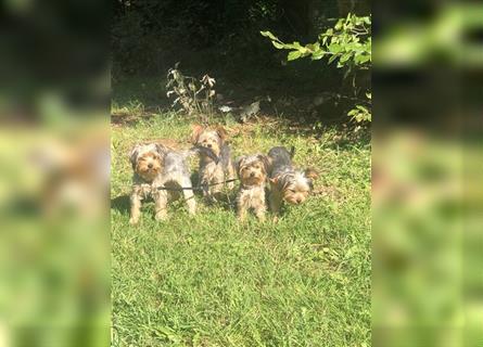 Welpen (2 Weibchen & 1 Rüde) Yorkshire Terrier ab sofort an privat zu verkaufen
