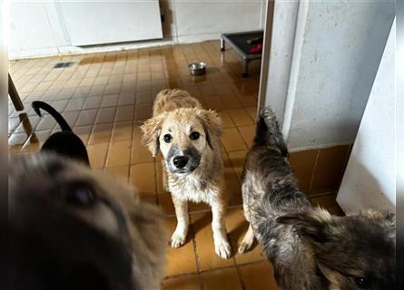 Der scheue ZECKI sucht ein geduldiges & liebevolles Zuhause