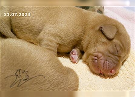 Labrador foxred Welpen Sommer 2023. Liebevolle Familienzucht. Papieren, HD-frei, ED-frei, Gentest