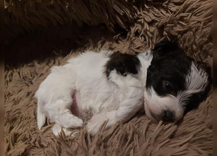kerngesunde wunderschöne Malteser-Jack-Russel-Mischlingshundewelpin