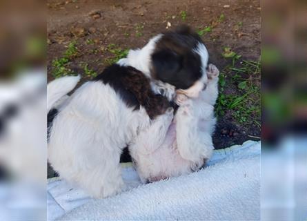 kerngesunde wunderschöne Malteser-Jack-Russel-Mischlingshundewelpin