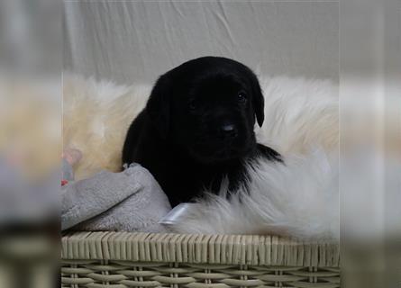 Labrador Welpen hellgelb und dunkelgelb mit Papieren