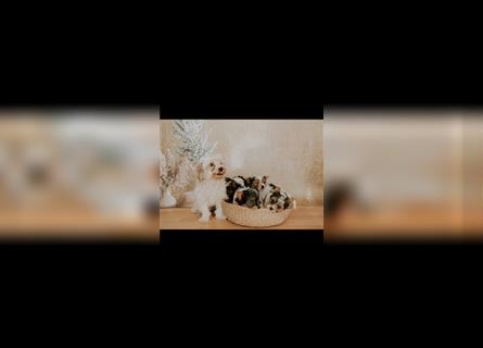Reservierung möglich, Biewer Yorkshire Terrier Welpen reinrassig